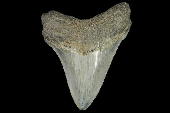 Serrated, Fossil Megalodon Tooth - Georgia #142350